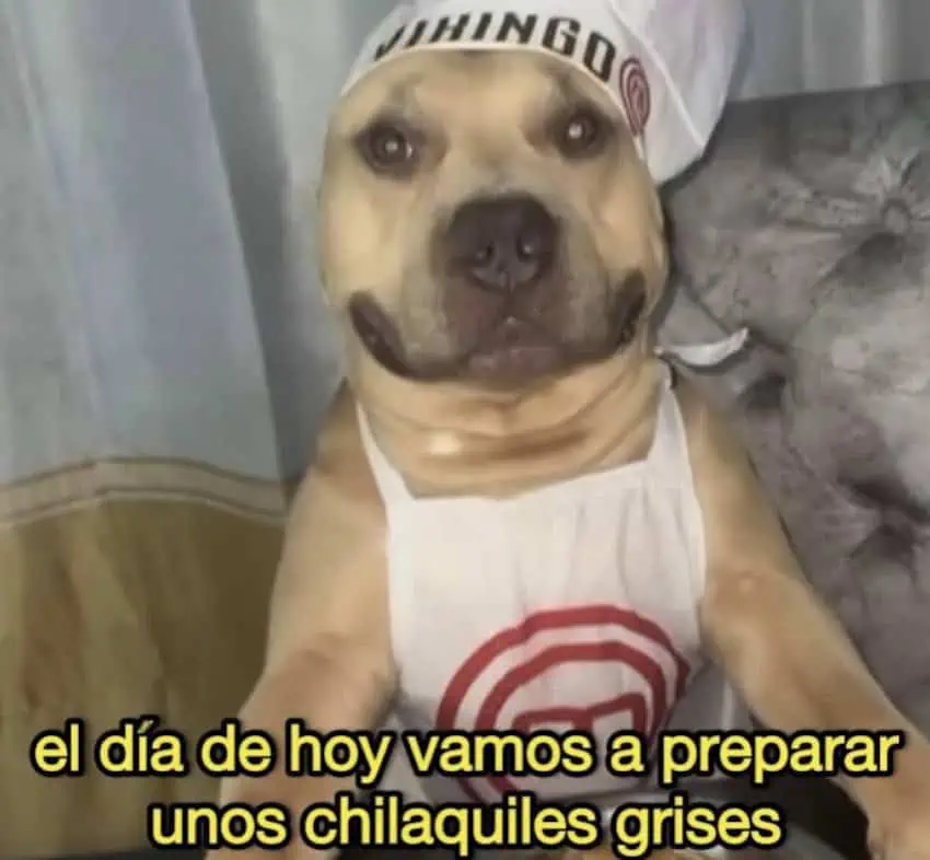 Dog chilaquiles meme